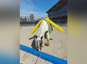 Tinker, Ruin, 3 Jaar, 145 cm, Gevlekt-paard