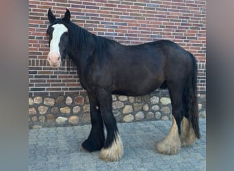 Tinker, Ruin, 3 Jaar, 147 cm, Zwart