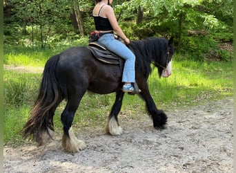 Tinker, Ruin, 3 Jaar, 147 cm, Zwart