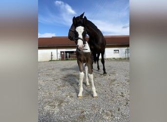 Tinker Mix, Ruin, 3 Jaar, 150 cm, Gevlekt-paard