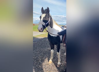 Tinker Mix, Ruin, 3 Jaar, 150 cm, Gevlekt-paard