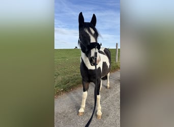 Tinker Mix, Ruin, 3 Jaar, 150 cm, Gevlekt-paard