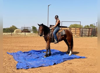 Tinker, Ruin, 3 Jaar, 150 cm, Roodbruin