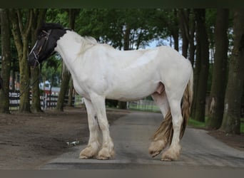 Tinker, Ruin, 3 Jaar, 151 cm, Gevlekt-paard