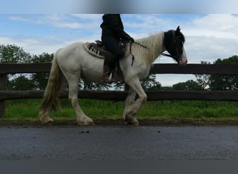 Tinker, Ruin, 3 Jaar, 151 cm, Gevlekt-paard