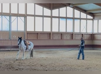 Tinker Mix, Ruin, 3 Jaar, 155 cm, Gevlekt-paard