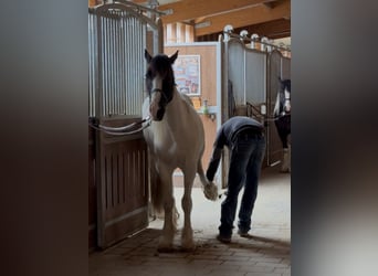 Tinker Mix, Ruin, 3 Jaar, 155 cm, Gevlekt-paard