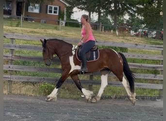 Tinker Mix, Ruin, 3 Jaar, Gevlekt-paard