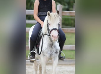Tinker, Ruin, 4 Jaar, 114 cm, Gevlekt-paard