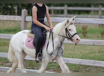 Tinker, Ruin, 4 Jaar, 114 cm, Gevlekt-paard