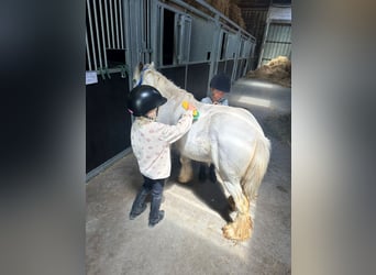 Tinker, Ruin, 4 Jaar, 114 cm, Gevlekt-paard