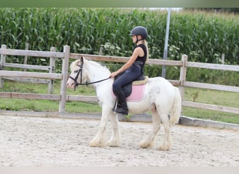 Tinker, Ruin, 4 Jaar, 114 cm, Gevlekt-paard