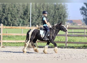 Tinker, Ruin, 4 Jaar, 120 cm, Gevlekt-paard