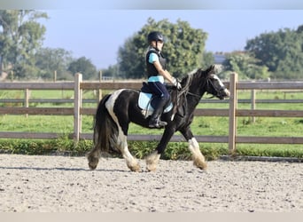 Tinker, Ruin, 4 Jaar, 120 cm, Gevlekt-paard