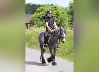 Tinker, Ruin, 4 Jaar, 121 cm, Appelschimmel