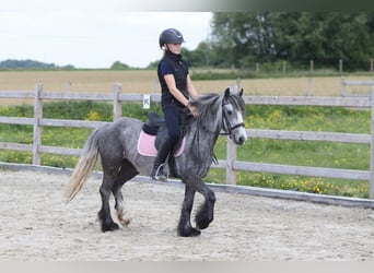 Tinker, Ruin, 4 Jaar, 121 cm, Appelschimmel