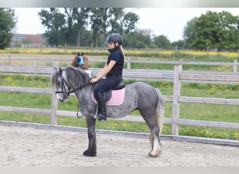 Tinker, Ruin, 4 Jaar, 121 cm, Appelschimmel