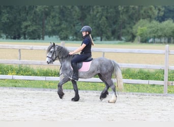 Tinker, Ruin, 4 Jaar, 121 cm, Appelschimmel