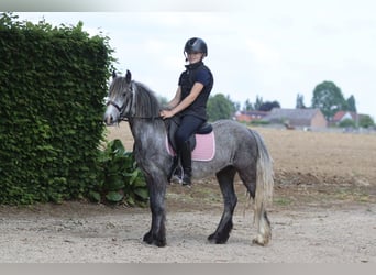 Tinker, Ruin, 4 Jaar, 121 cm, Appelschimmel