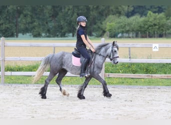 Tinker, Ruin, 4 Jaar, 121 cm, Appelschimmel
