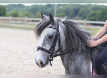 Tinker, Ruin, 4 Jaar, 121 cm, Appelschimmel