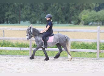 Tinker, Ruin, 4 Jaar, 121 cm, Appelschimmel