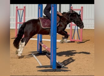 Tinker Mix, Ruin, 4 Jaar, 122 cm, Gevlekt-paard