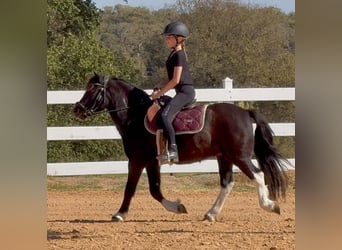 Tinker Mix, Ruin, 4 Jaar, 122 cm, Gevlekt-paard