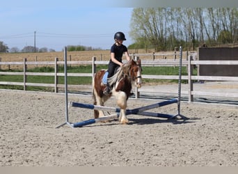 Tinker, Ruin, 4 Jaar, 124 cm, Gevlekt-paard