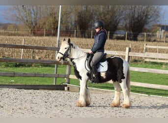 Tinker, Ruin, 4 Jaar, 127 cm, Gevlekt-paard