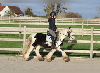 Tinker, Ruin, 4 Jaar, 127 cm, Gevlekt-paard
