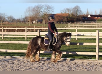 Tinker, Ruin, 4 Jaar, 128 cm, Dunalino