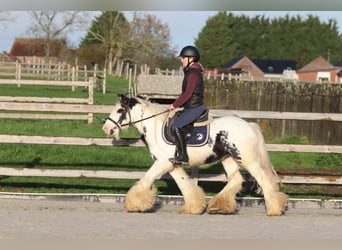 Tinker, Ruin, 4 Jaar, 132 cm, Gevlekt-paard
