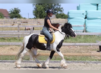 Tinker, Ruin, 4 Jaar, 133 cm, Gevlekt-paard