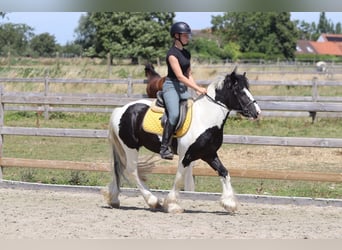 Tinker, Ruin, 4 Jaar, 133 cm, Gevlekt-paard