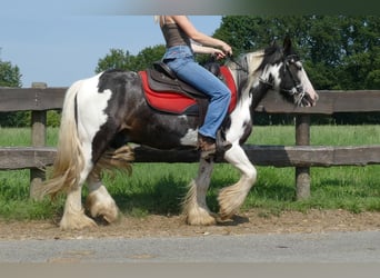 Tinker, Ruin, 4 Jaar, 135 cm, Gevlekt-paard