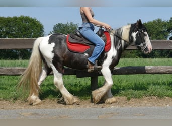 Tinker, Ruin, 4 Jaar, 135 cm, Gevlekt-paard