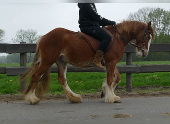 Tinker, Ruin, 4 Jaar, 135 cm, Vos