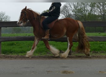 Tinker, Ruin, 4 Jaar, 135 cm, Vos