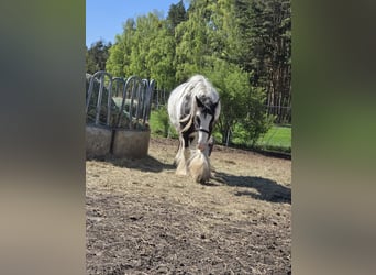 Tinker, Ruin, 4 Jaar, 136 cm, Gevlekt-paard