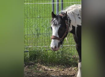 Tinker, Ruin, 4 Jaar, 136 cm, Gevlekt-paard