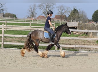 Tinker, Ruin, 4 Jaar, 136 cm, Zwart