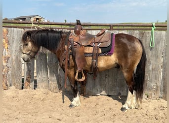 Tinker Mix, Ruin, 4 Jaar, 137 cm, Buckskin