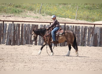 Tinker Mix, Ruin, 4 Jaar, 137 cm, Buckskin