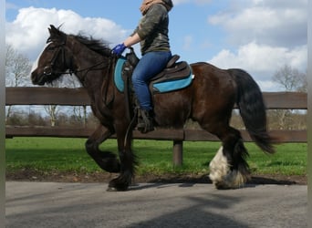 Tinker, Ruin, 4 Jaar, 141 cm, Zwartbruin