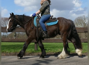 Tinker, Ruin, 4 Jaar, 141 cm, Zwartbruin