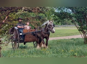 Tinker, Ruin, 4 Jaar, 142 cm, Appelschimmel