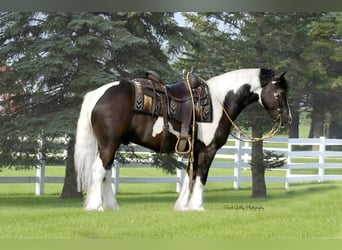 Tinker Mix, Ruin, 4 Jaar, 142 cm, Gevlekt-paard