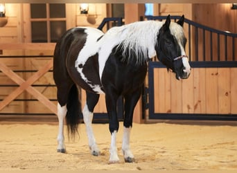 Tinker Mix, Ruin, 4 Jaar, 142 cm, Gevlekt-paard