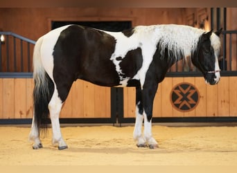 Tinker Mix, Ruin, 4 Jaar, 142 cm, Gevlekt-paard
